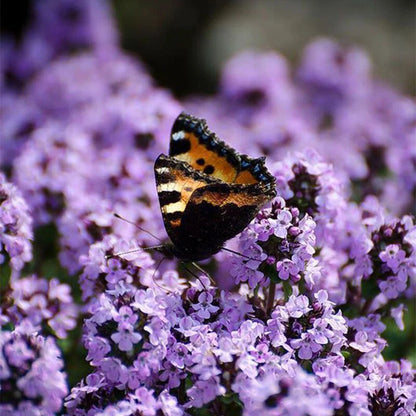 Thyme Thymus Vulgaris – Herb Vegetable Seeds