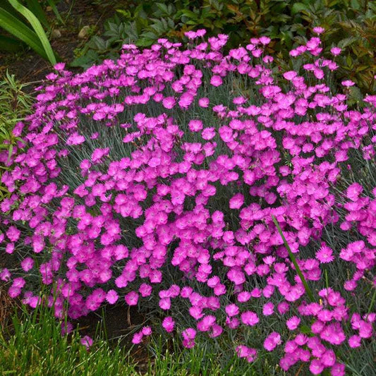 Dianthus – Perennial Garden Flower Seeds
