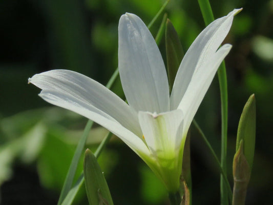 Rain Lily Habranthus Magnoi 1 Bulb New Rare Zephyranthes