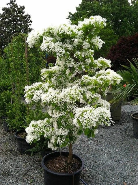 Chinese Fringe Tree Chionanthus Retusus Cold Hardy Ornamental Tree Seeds