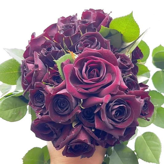 Purple Rose – Perennial Garden Flower Seeds