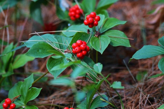 Bunchberry Bush – Fruit Tree Seeds