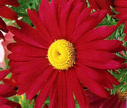 Pyrethrum Red Chrysanthemum Coccineum – Hardy Garden Flower Seeds
