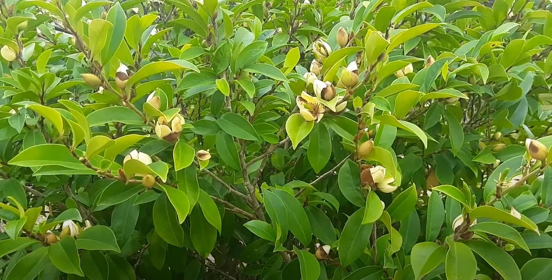 Banana Magnolia Magnolia Figo – Fragrant Flowering Shrub Seeds