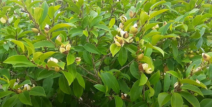 Banana Magnolia Magnolia Figo – Fragrant Flowering Shrub Seeds