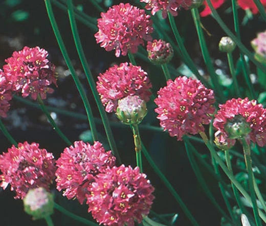 Armeria Joystick Mix Armeria Maritima – Hardy Garden Flower Seeds