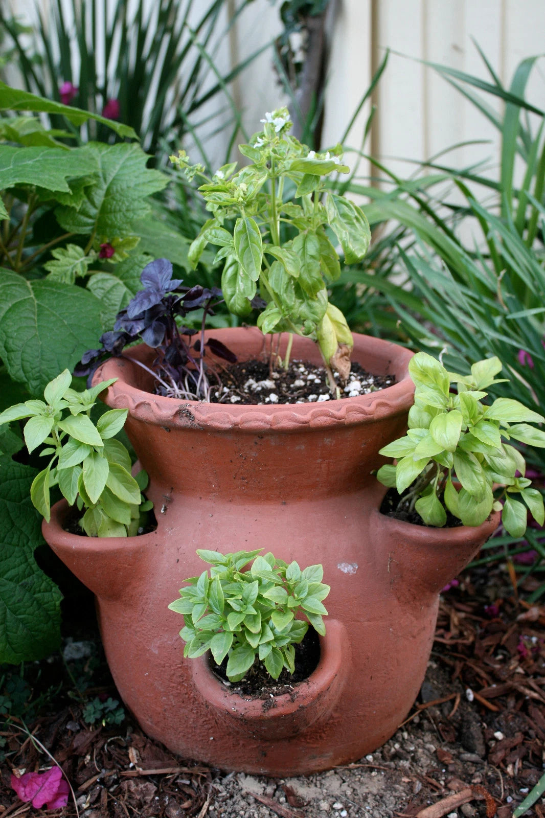 Italian Large Leaf – Garden Herb Seeds for Planting