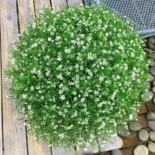 Babys Breath Flower – Garden Flower Seeds