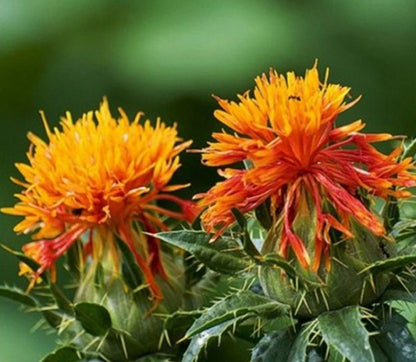 Safflower Carthamus Tinctorius Annual Herb Garden Seeds