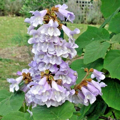 Fortune's Empress Tree Paulownia Fortunei – Hardy Ornamental Tree Seeds
