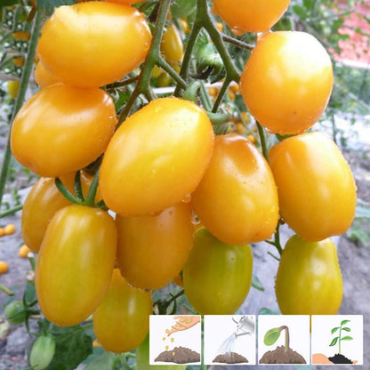 Sunsugar Cherry Tomato Seeds Plants Sun Sugar Gold - Garden Vegetable Seeds