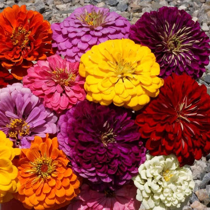 Dahlia Flowered Mixed Zinnia – Colorful Wildflower Garden Seeds