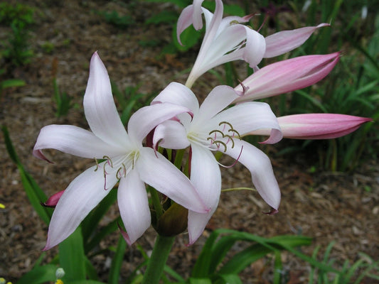Crinum Lily Alamo – Garden Flower Seeds for Planting