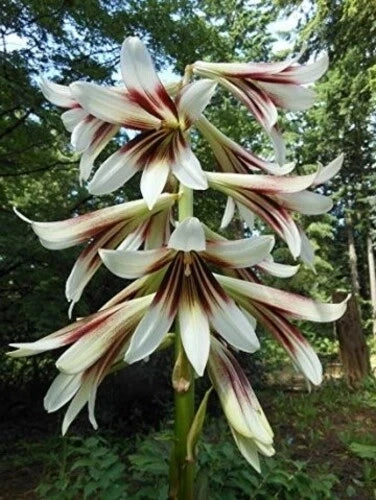 Cardiocrinum Giganteum Giant Himalayan Lily Fragrant Perennial Flowers – Colorful Garden Flower Seeds Product Image – High Quality Seeds for Gardeners