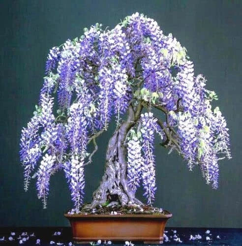 Purple Wisteria Flowering Bonsai Tree Seeds