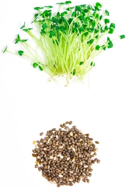 Chia Seeds for Planting - Chia Microgreens
