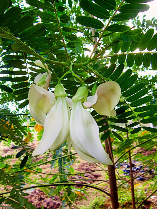 Sesbania Grandiflora White Hummingbird Tree Flower Seeds