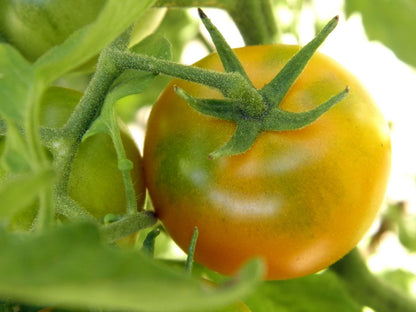 Oaxacan Jewel Tomato – Heirloom Vegetable Garden Seeds