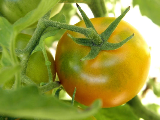 Oaxacan Jewel Tomato – Heirloom Vegetable Garden Seeds
