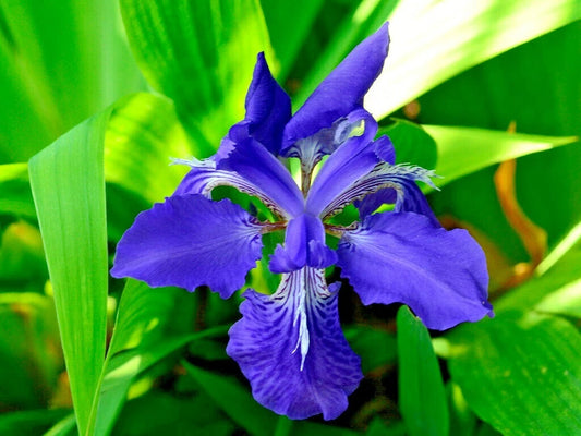 Japanese Roof Iris Iris Tectorum Hardy Perennial Flower Seeds