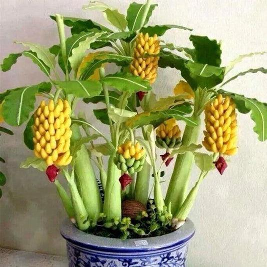 Seeds Ornamental Banana – Perennial, Dwarf, Garden Fruit Seeds for Planting