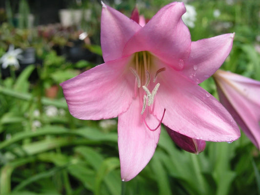 Crinum Lily Cecil Houdyshel Large Blooming-size Bulb - Flower Seeds