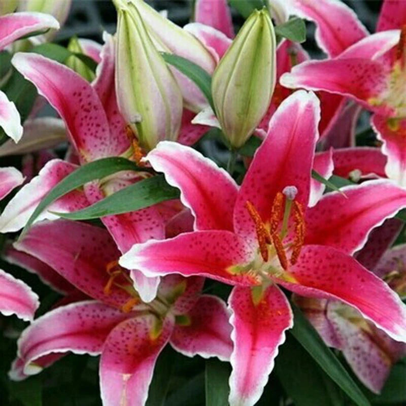 Seeds For Deep – Garden Flower Seeds for Planting