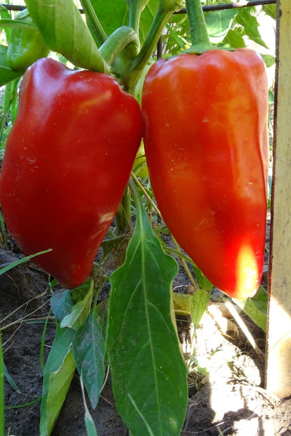 Ajvarsky Pepper – Thick-Walled Heirloom Vegetable Garden Seeds