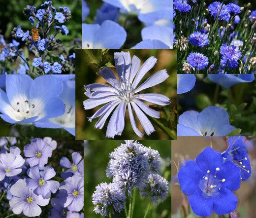 Wildflower Blue Mix Colorful Garden Flower Seeds