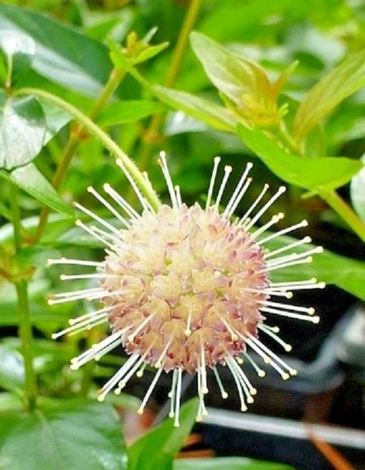 Sputnik Buttonbush Cephalanthus Occidentalis Ornamental Shrub Seeds