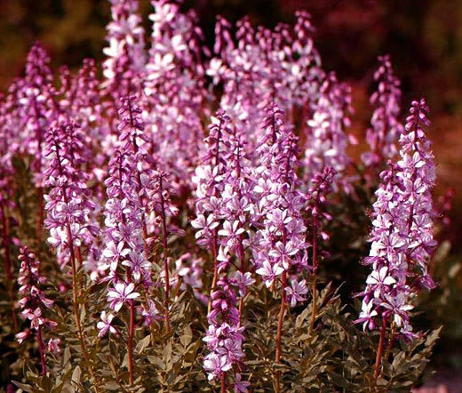 Burning Bush Dictamnus Fraxinella Ornamental Shrub Seeds