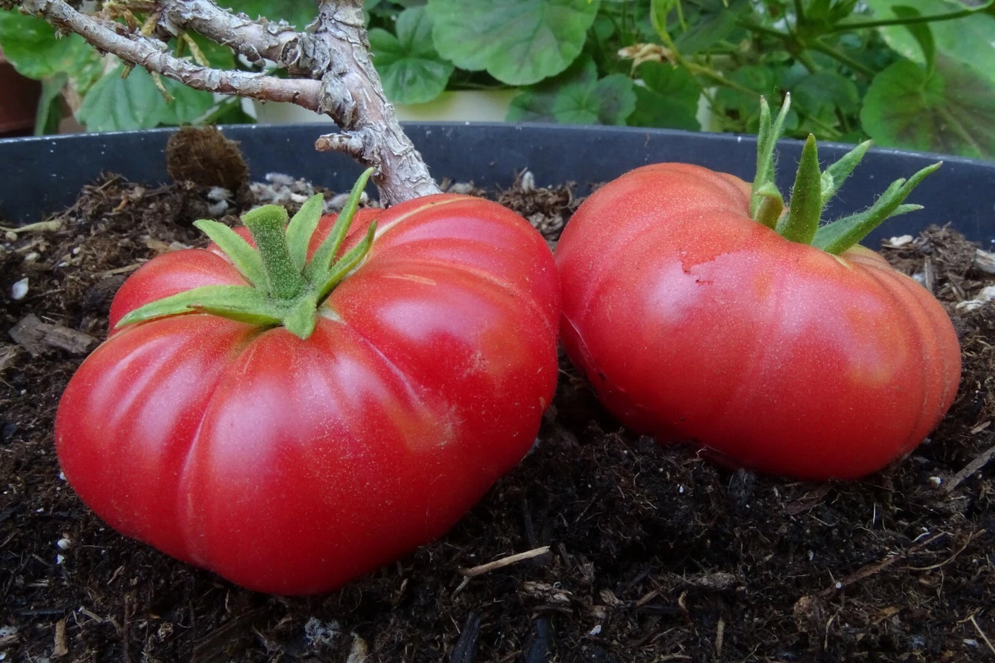 Pinon Ruffled Tomato – Heirloom Vegetable Garden Seeds