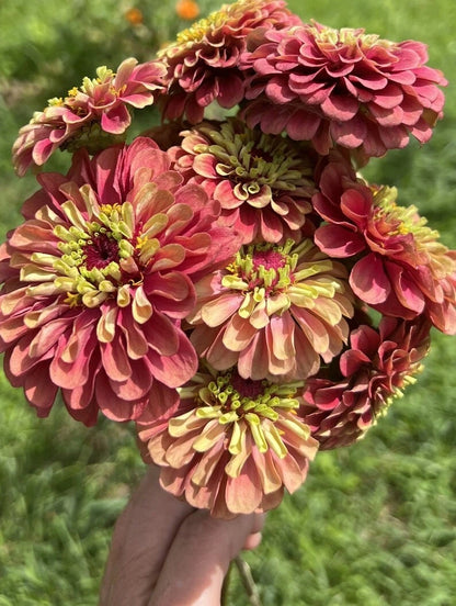 Queeny Mix Giant Zinnia Colorful Perennial Flower Seeds
