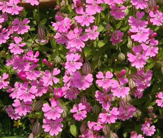 Catchfly Nodding Rose Triumph Silene Pendula – Hardy Garden Flower Seeds