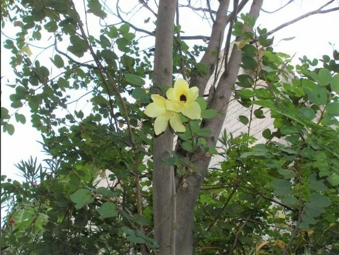 Yellow Bell Bauhinia Tomentosa – Flowering Shrub Tree Seeds