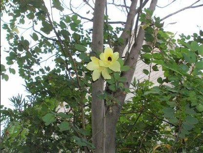 Yellow Bell Bauhinia Tomentosa – Flowering Shrub Tree Seeds