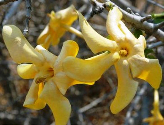 Gardenia Volkensii Fragrant Shrub or Small Tree Seeds