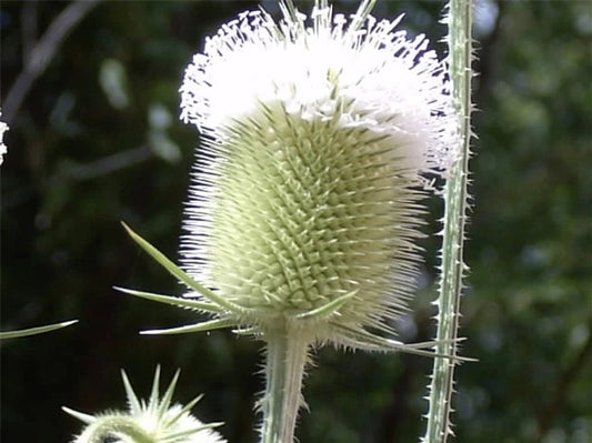 Common Teasel Dipsacus Sylvestris Tall Perennial Flower Seeds