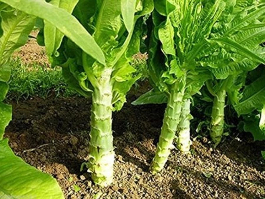 Chinese Lettuce Big Stem Vegetable Garden Seeds