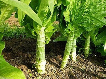 Chinese Lettuce Big Stem Vegetable Garden Seeds