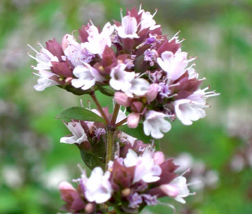 Italian Oregano Origanum Vulgare Culinary Herb Seeds
