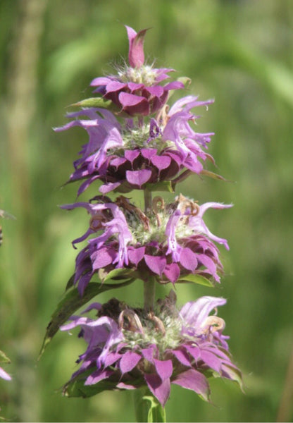 Lemon Mint Monarda Citriodora – Fragrant Perennial Herb Seeds