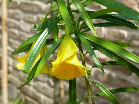 Fragrant Oleander Thevetia Peruviana Flowering Shrub Tree Seeds