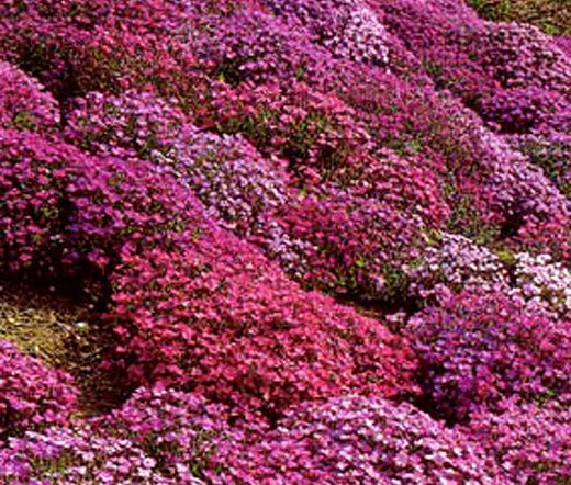 Aubrieta Rock Cress Cascade Mix Aubrieta Hybrida Superbissima – Hardy Flower Seeds