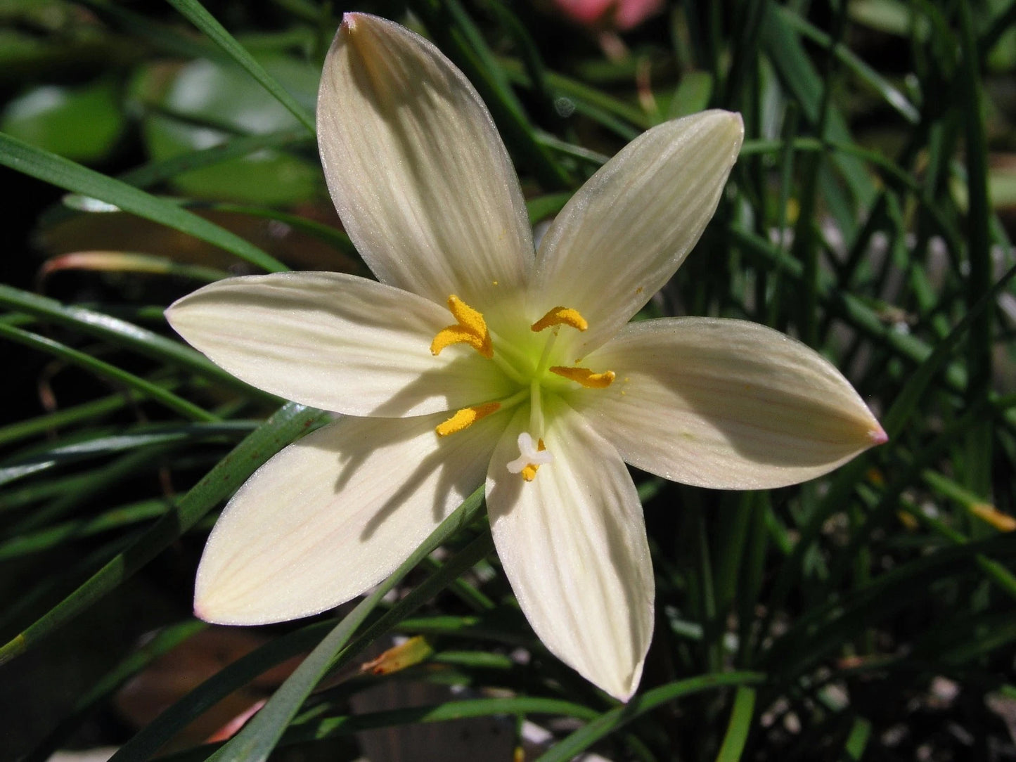 Zephyranthes Aquarius – Pink Rain Lily Bulb Seeds