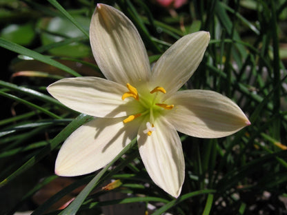Zephyranthes Aquarius – Pink Rain Lily Bulb Seeds