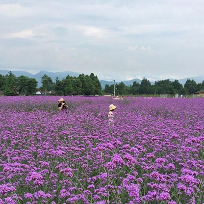 Purpletop Vervain (Verbena bonariensis) Seeds for Planting – Ornamental Garden Variety