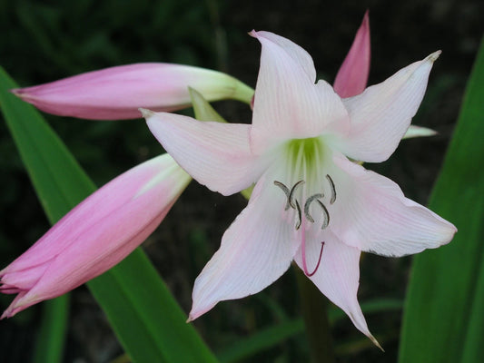 Crinum Lily Acclaimed – Garden Flower Seeds