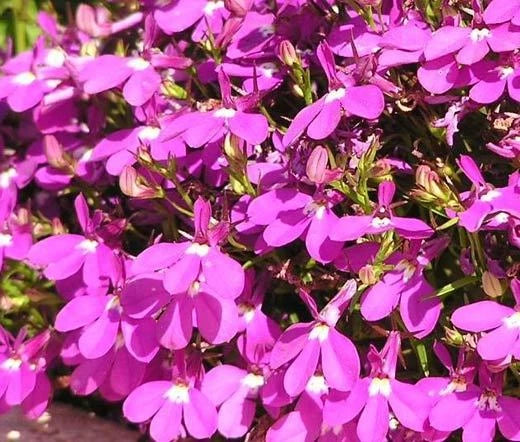 Lobelia Rosamond Lobelia Erinus – Colorful Garden Flower Seeds
