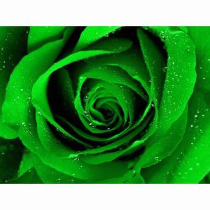 Bright Green Rose – Fragrant, Garden Flower Seeds for Planting